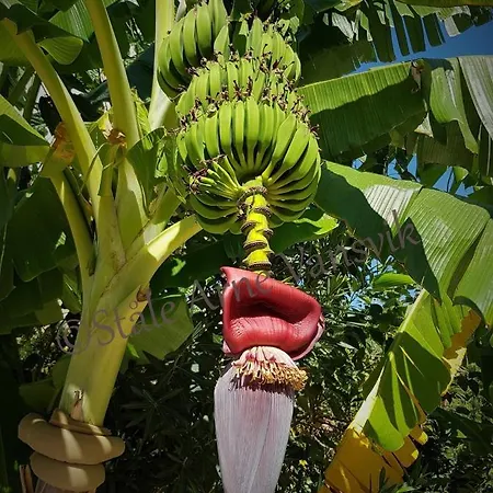 Belka Golf Exclusive Deluxbelek Διαμέρισμα Μπέλεκ